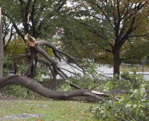 Storm Cleanup Service