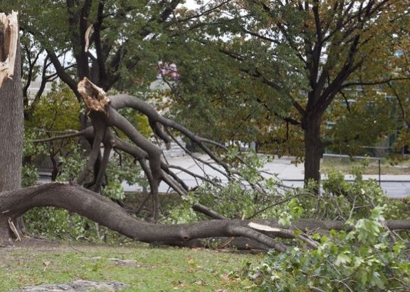 Storm Cleanup Service