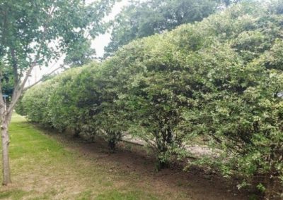 Hedge Trimming Near Me