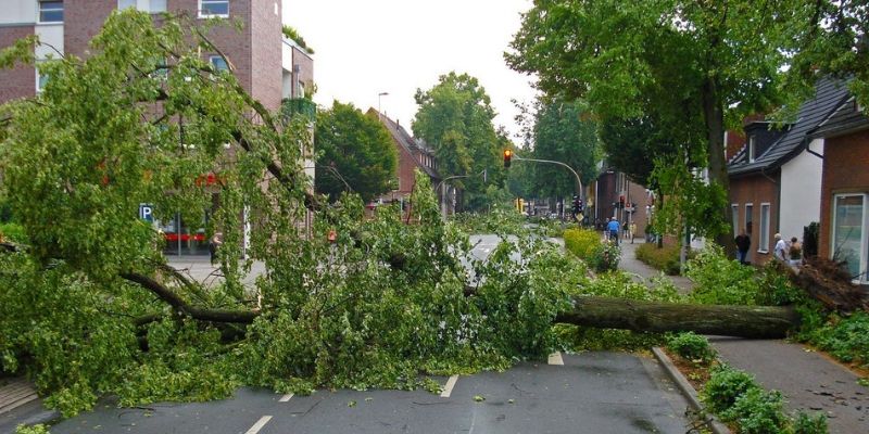 downed tree blocking street after storm